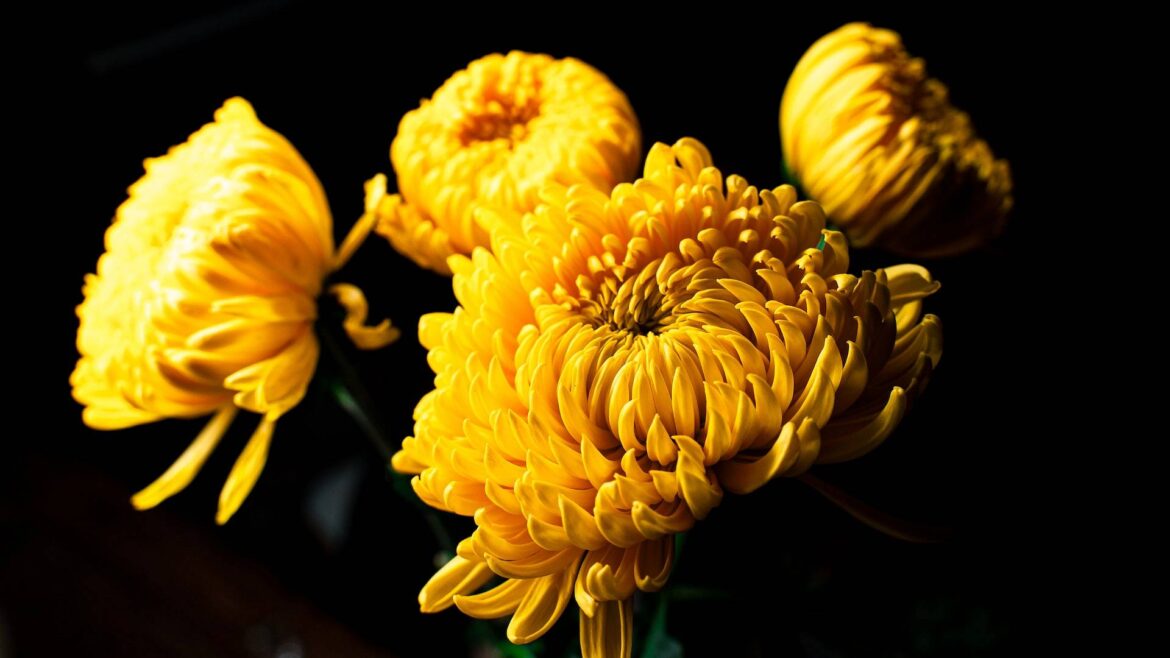 Uprawa chryzantemy – urokliwe kwiaty na jesienne tarasy
